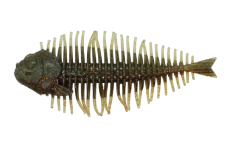 GEELACANTH 4.0inch - DSTYLE