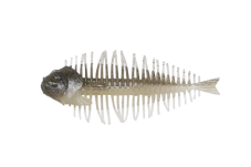 GEELACANTH 4.0inch - DSTYLE