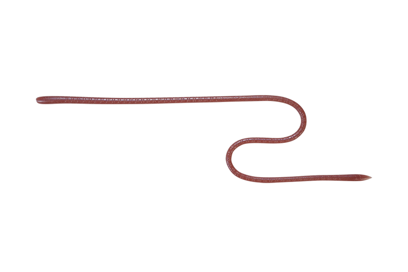 LONG “M” - JACKALL
