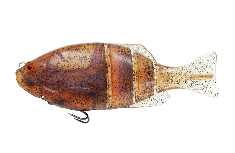 Gill Flat Swimmer - ISSEI