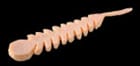 PORK FLAT WORM - deps