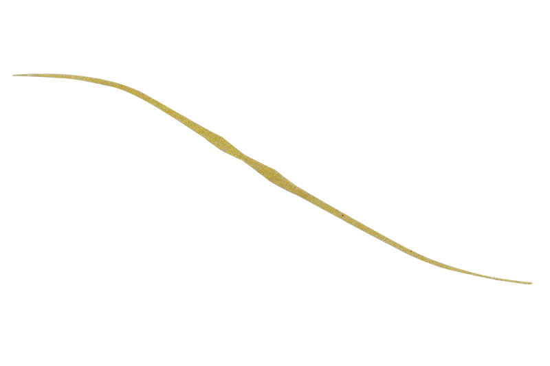 BINBINDAMA T+ NECKTIE SEMI CURLY - JACKALL