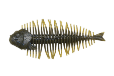 GEELACANTH 4.0inch - DSTYLE