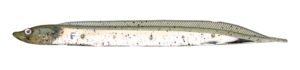Flash-J Shirauo 3inch - Fish Arrow