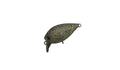 Fat ChatteCra - Daysprout