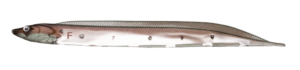 Flash-J Shirauo 3inch - Fish Arrow