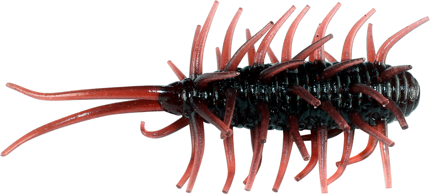 Coike Shrimp - HIDEUP