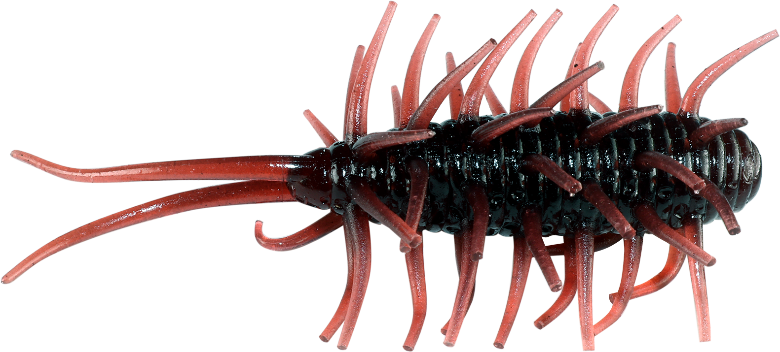 Coike Shrimp - HIDEUP