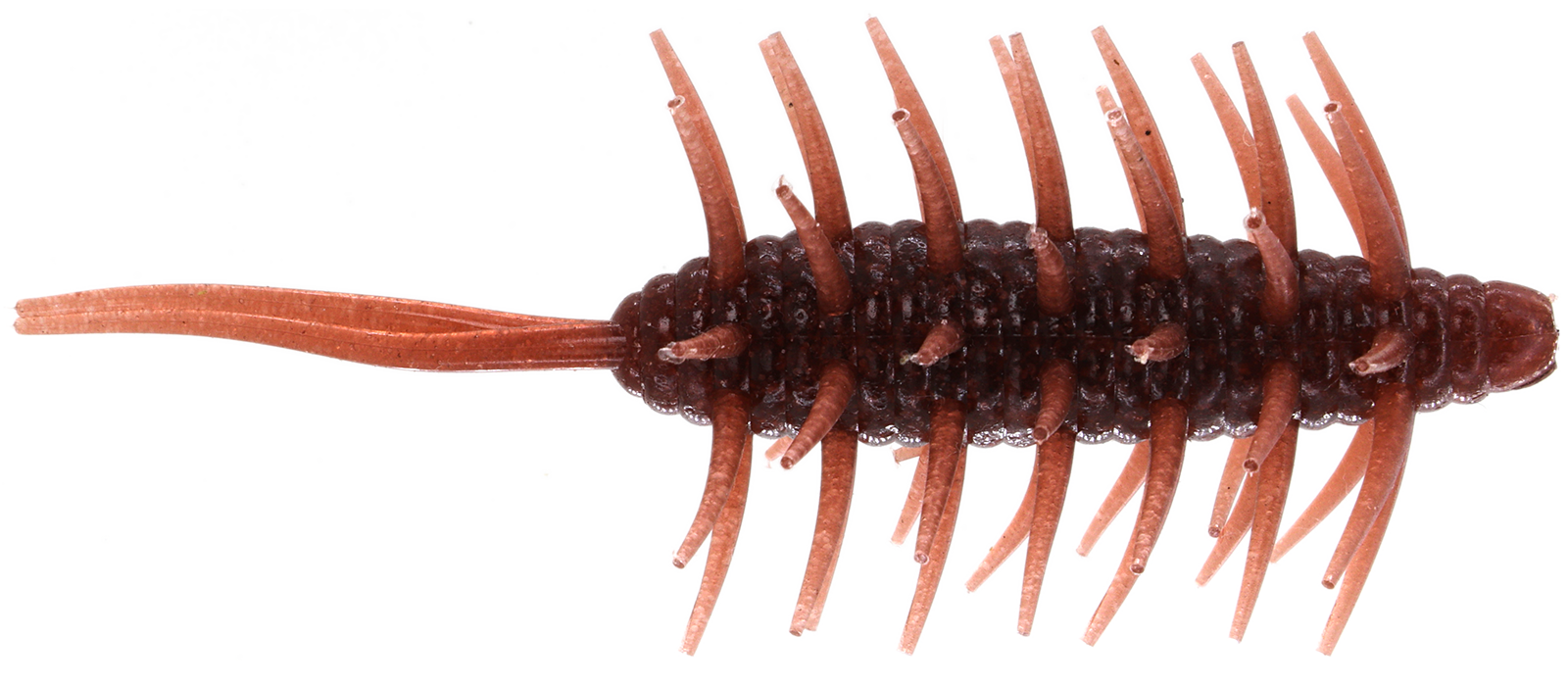 Coike Shrimp Mangun - HIDEUP