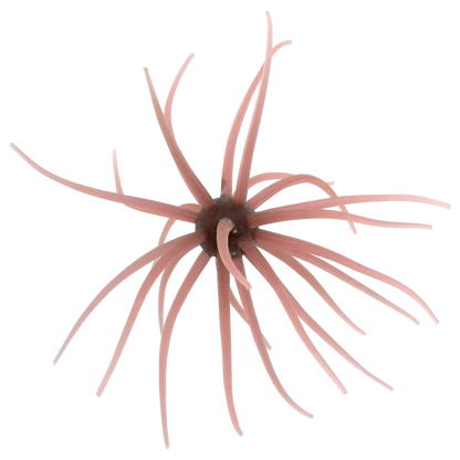 Kyu Coike (Old Coike) - HIDEUP