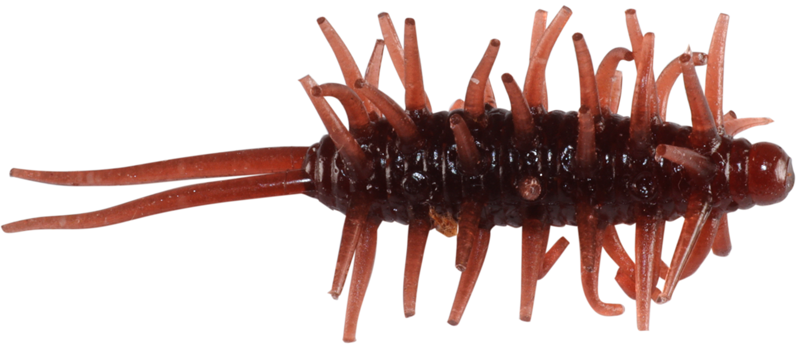 Coike Shrimp Mini - HIDEUP