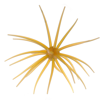 Kyu Coike (Old Coike) - HIDEUP