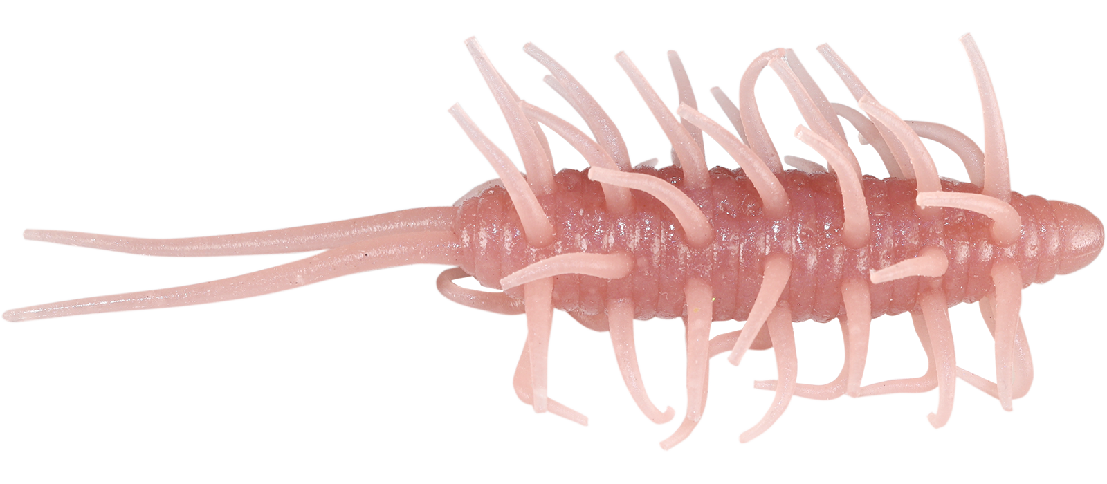 Coike Shrimp Mangun - HIDEUP