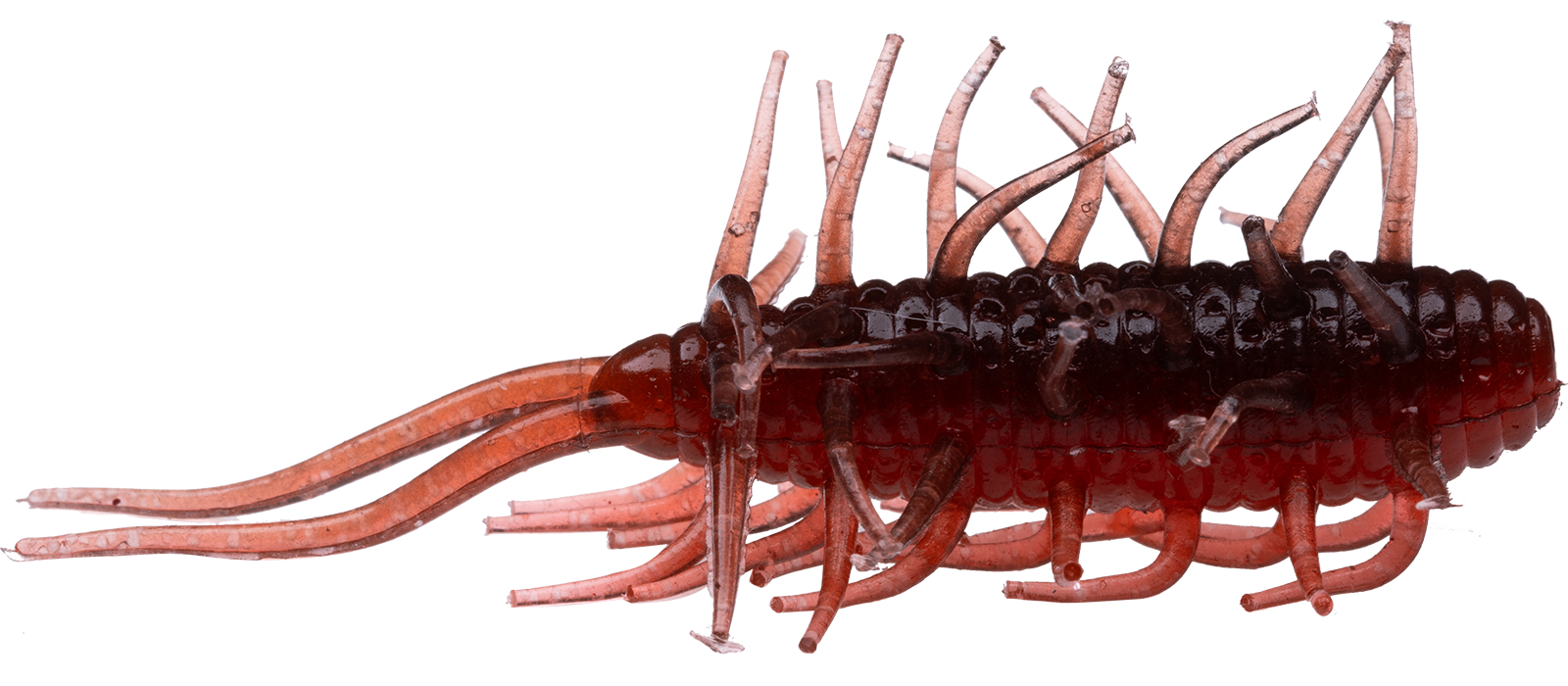 Coike Shrimp - HIDEUP