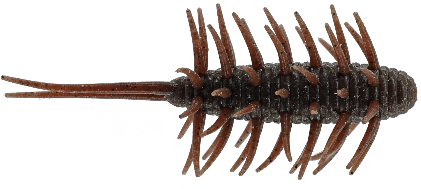 Coike Shrimp Medium - HIDEUP