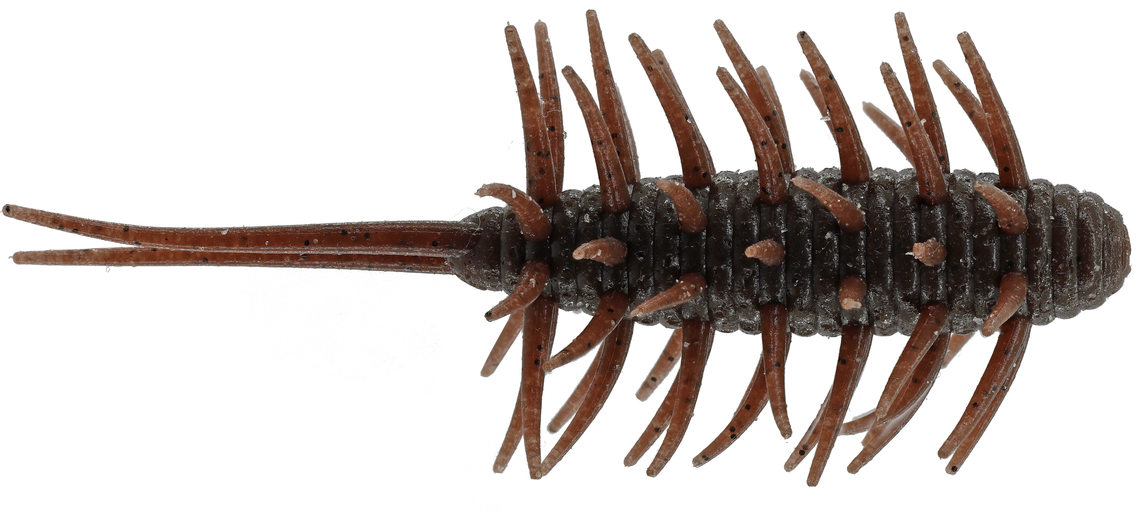 Coike Shrimp Medium - HIDEUP