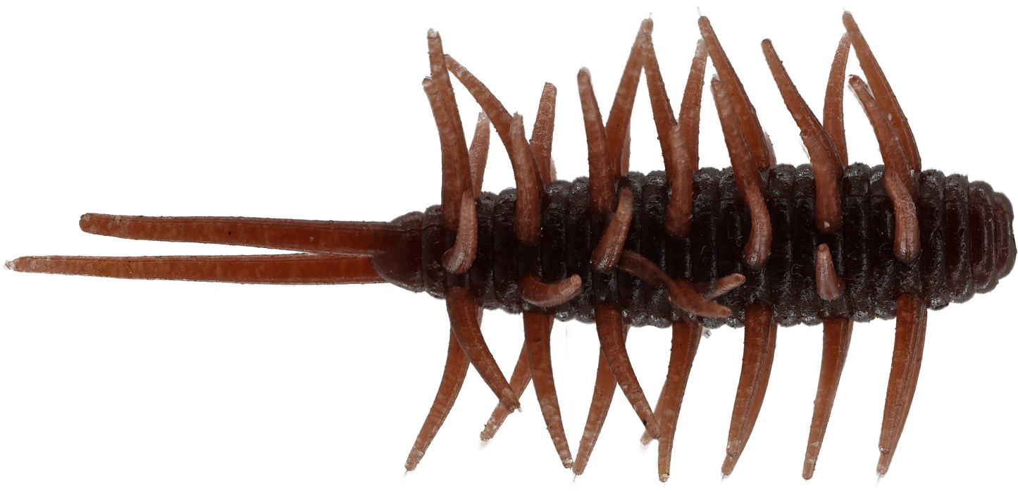 Coike Shrimp Medium - HIDEUP