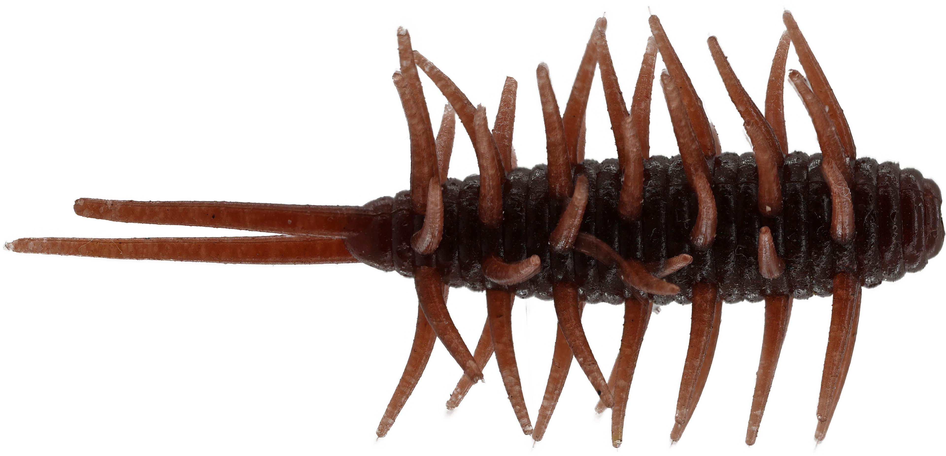 Coike Shrimp Medium - HIDEUP