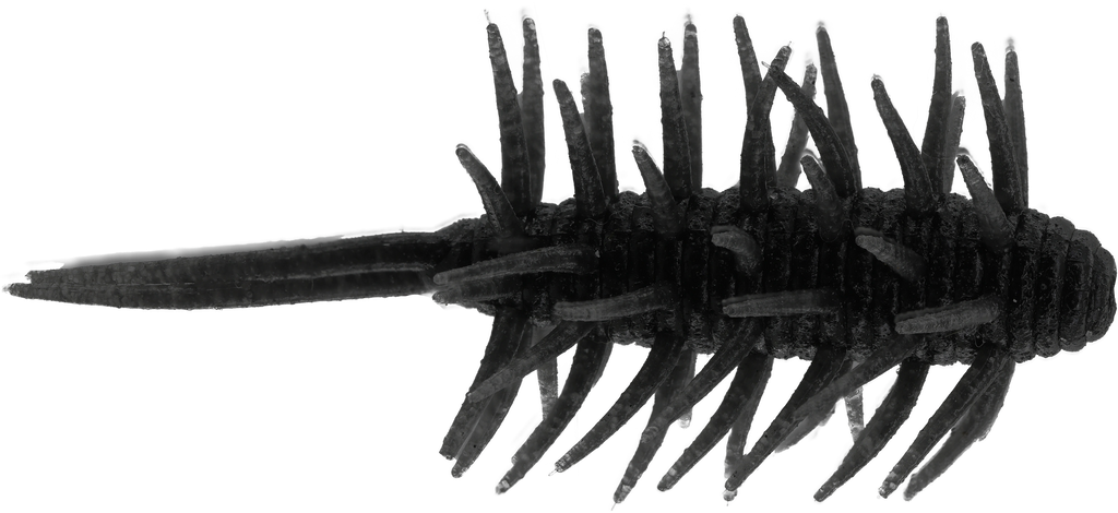 Coike Shrimp Medium - HIDEUP