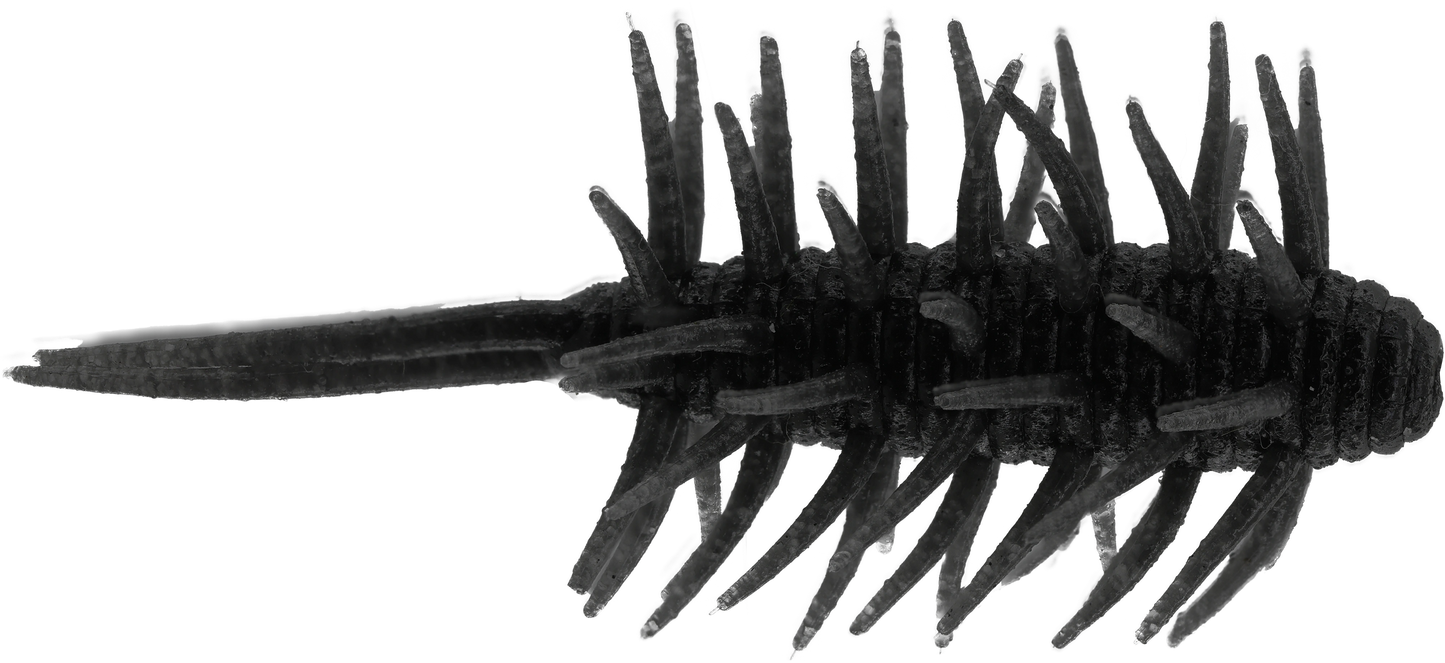 Coike Shrimp Medium - HIDEUP