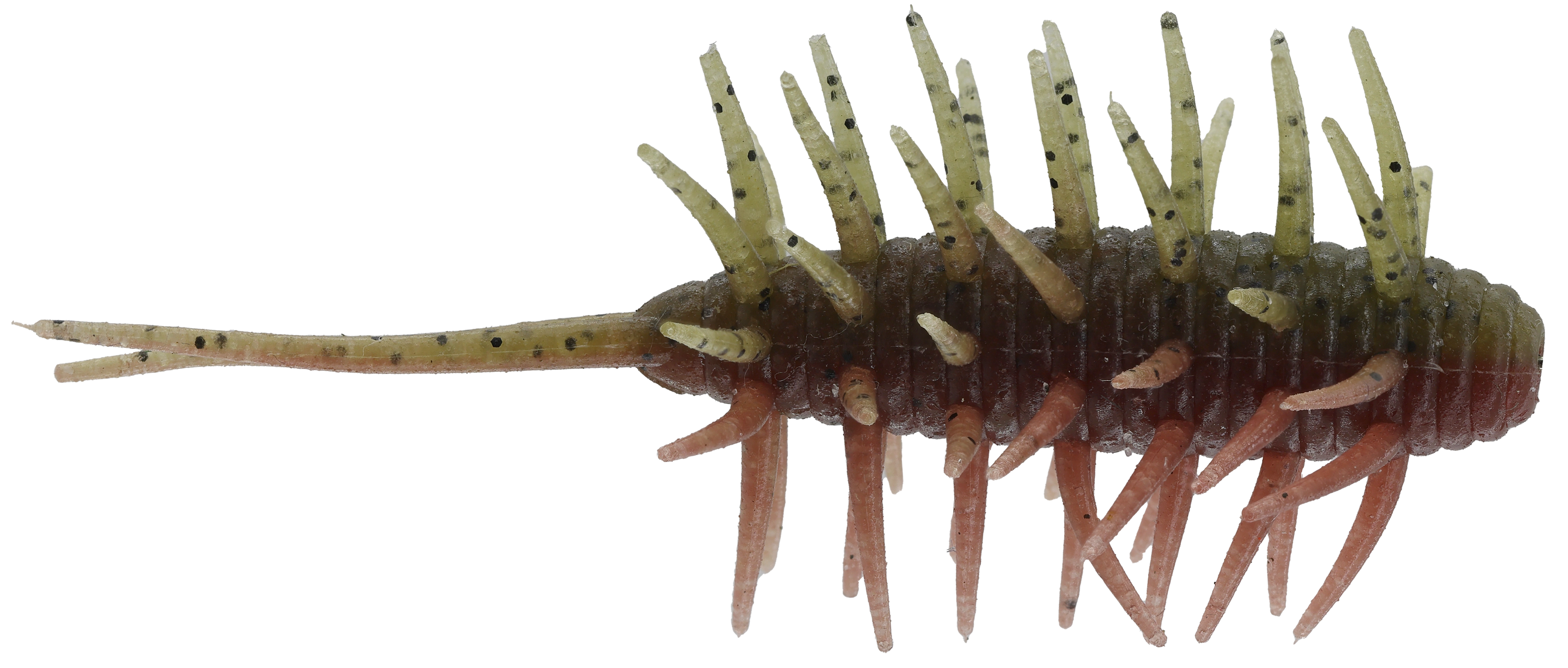 Coike Shrimp Medium - HIDEUP