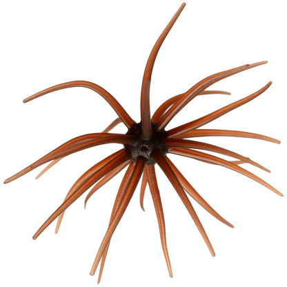 Kyu Coike (Old Coike) - HIDEUP