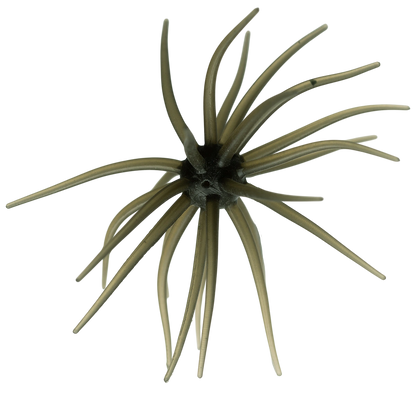 Kyu Coike (Old Coike) - HIDEUP