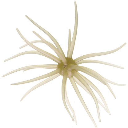 Kyu Coike (Old Coike) - HIDEUP