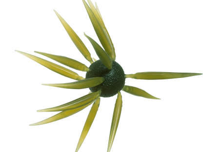 Coike Fish L Elastomer - HIDEUP