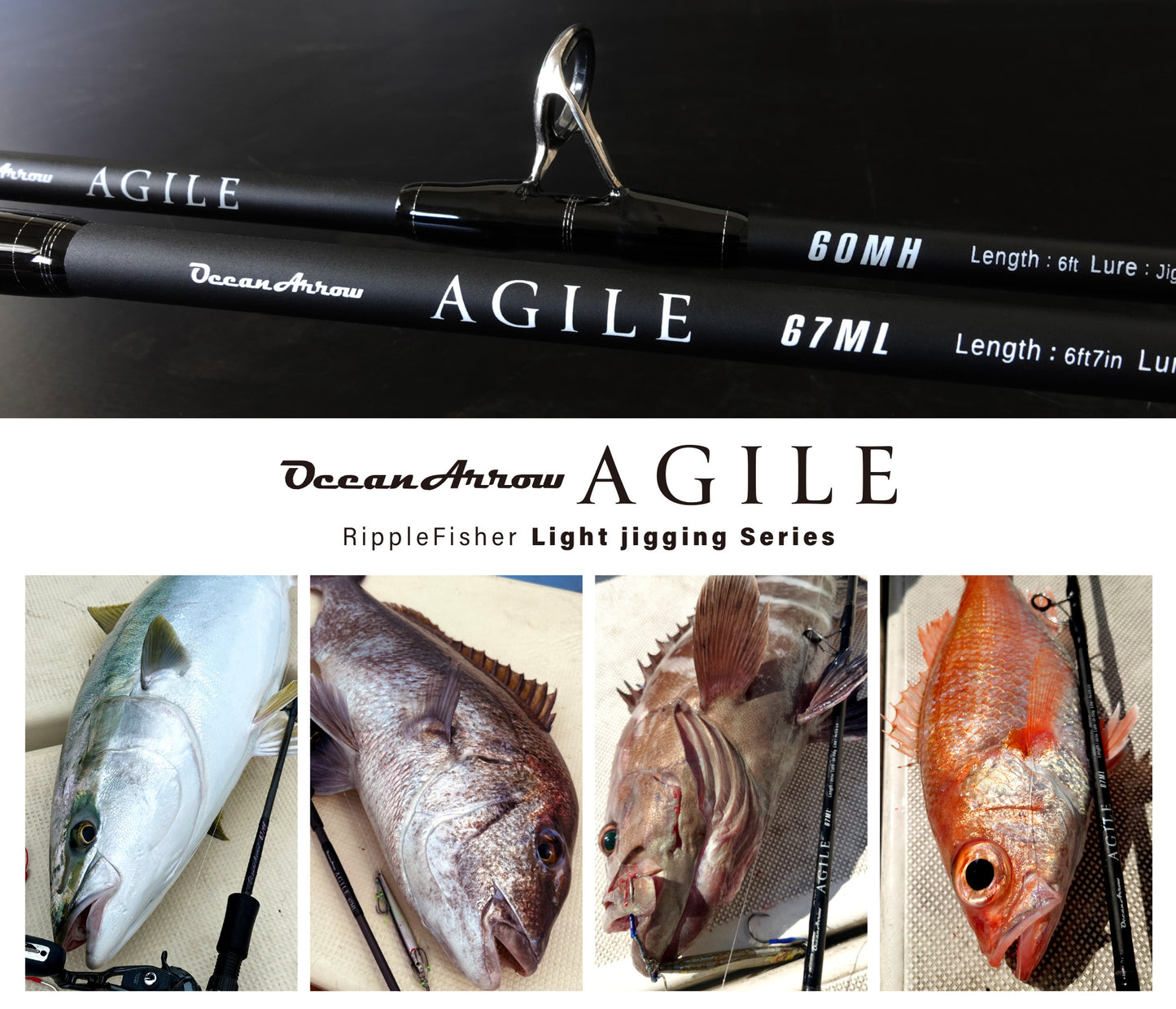 Ocean Arrow AGILE - Ripple Fisher
