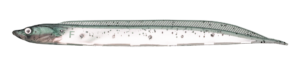 Flash-J Shirauo 3inch - Fish Arrow