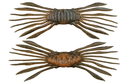 DRIFT CRAB - JACKALL