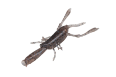 EBISON MOMMY 4.1inch - DSTYLE