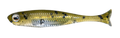 Flash-J Huddle 1inch - Fish Arrow
