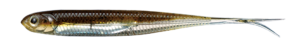 Flash-J Split 3inch Feco - Fish Arrow