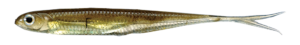 Flash-J Split 3inch Feco - Fish Arrow