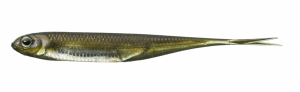 Flash-J Split 4inch - Fish Arrow
