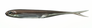 Flash-J Split 3inch - Fish Arrow