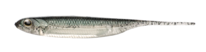 Flash-J 3inch - Fish Arrow