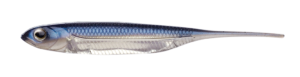Flash-J 3inch - Fish Arrow