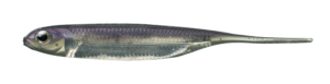 Flash-J 2inch - Fish Arrow