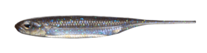 Flash-J 3inch - Fish Arrow