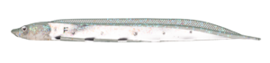 Flash-J Shirauo 3inch - Fish Arrow