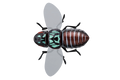 BUGDOG - JACKALL