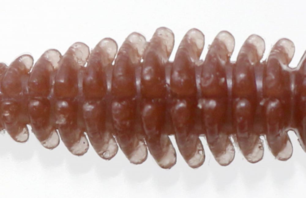 bibibi bug 2.6mm - ISSEI