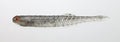 Katakuchi worm Yabakune 4.5mm - ISSEI