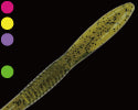 Betty 5.9inch - GAN CRAFT