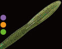 Betty 5.9inch - GAN CRAFT