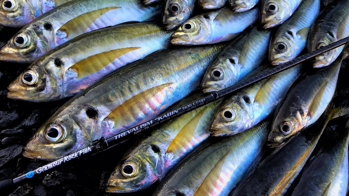 Glamour Rock Fish TREVALISM KABIN - BREADEN