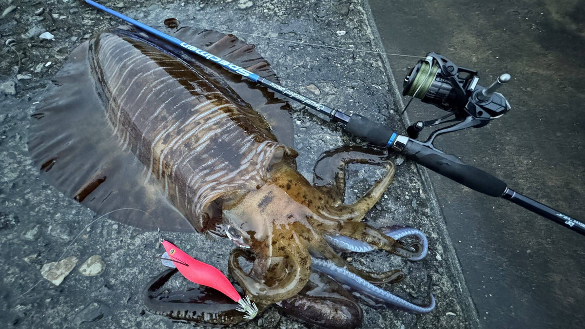 Squid Wicked Game SPECIMEN - BREADEN